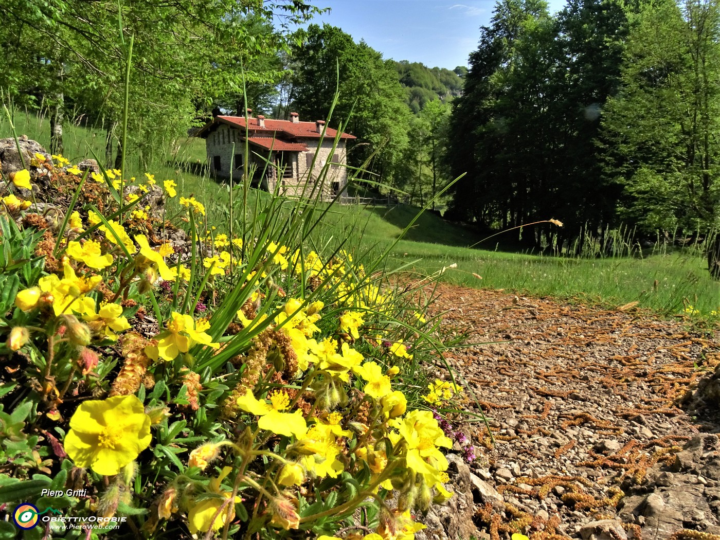 30 Helianthemum  (Eliantemo) con vista sul Rifugio del Monte Zucco.JPG